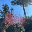 하도로와 | 뚜벅이 여행]2일차_김녕빵집,김녕미로공원,하도로와족욕카페,별방진,유채꽃밭,오직흑돼지,동문시장...