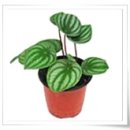 페페로미아 이미지