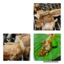 산꼼장어 이미지