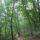 7월의 첫월요일. 초록의숲길, 천안 서북구 이마트옆 노태산 산책로 이미지