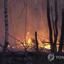 Friday Forest 이미지