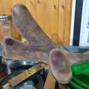 부자 흑염소농장 이미지