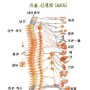 [삼채사랑] MSM의 기적 18....25년 동안의 살아있는 지옥 이미지