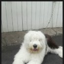 멍멍이PC 이미지