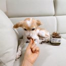 강아지 눈영양제 바이오펫랩 노령견 눈물자국 지운 후기