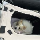 도도 켄넬 이미지