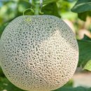 기복농장 이미지