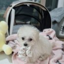 (주)누리스타덕스 | [말티푸 누리일기] 1차 접종 완료! 건강하게 자라줘🐶✨