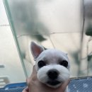 이다애견미용실 이미지