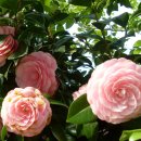 하은농원 이미지