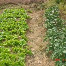 영암농장 이미지