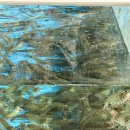 명진회센타 | 월곶 맛집 | 명진횟집 | 전라도명진횟집 | 시흥 월곶 대하 맛집 방문기🦐