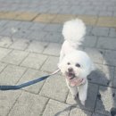 상계로 | 노원 애견카페 카페멍스, 강아지와 신나게 놀다 온 후기