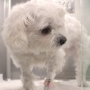 24시 웰니스 동물 의료센터 이미지