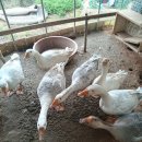 상두농장 이미지