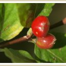 구름열매 이미지