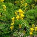 양구개느삼자생지 이미지