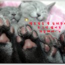 대끼리장터