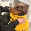 견인지역 애견운동장 유치원 김포점 | 김포 / 애견 운동장, 유치원 / 견인지역 방문 후기