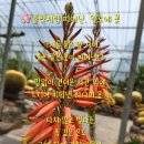 한림꽃농원