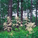 눈개 승마 -goat’s-beard 이미지