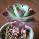 크라우스 이미지