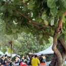 아마의 맹점 | 코타키나발루 마무틱섬 호핑투어 후기(섬투어/가이드스노클링/입장료/팁)