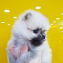 프라임 도그 이미지