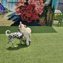 공감애견학교 유치원,호텔 이미지