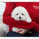 위례서로 | 위례강아지분양 전문성 높은 미유펫 방문 후기