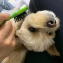 맥시펫(Maxi Pet) | 아프지 않은 강아지 빗 : 이거멍냥 맥시핀 브러쉬