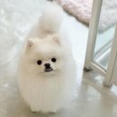 조아펫살롱 이미지