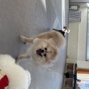 웨그독 네이버블로그