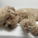 스위티독 이미지