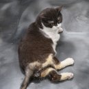 맥스동물병원 이미지