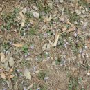 신지면-1 이미지