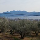 김지룡 태극권 이미지