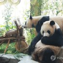 판다