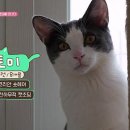 고양이를 부탁해 이미지