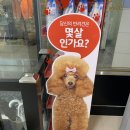 베이비몽송파점애견분양미용호텔 | 같이 하고 싶은 반려견을 찾기 위한 안양애견분양 베이비몽 평촌점