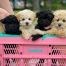 소문켄넬 이미지