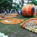 테마죤 이미지