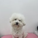 모들펫살롱 이미지