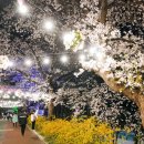 장안벚꽃길 이미지