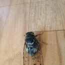 방태산황토펜션식당 이미지