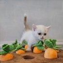 도그마루 고양이강아지 청주점 이미지