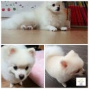 도그스101 | [분당/판교 애견카페] 도그스 101