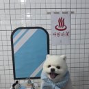 다원하개 이미지