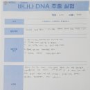20423 정채린 DNA 추출 실험 이미지