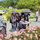 &#39;러브스토리 인 울산&#39;을 주제로 하는 울산대공원 장미축제 이미지